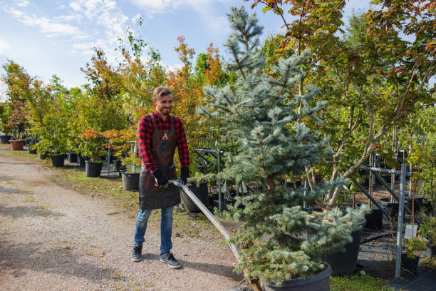 How Our Tree Care Process Works  in Arlington, WA